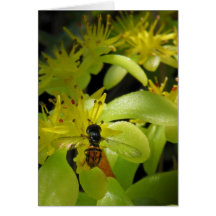 Syrphid sur des cartes de note de sedum d'or