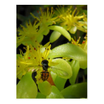 Syrphid sur la carte postale de sedum d'or