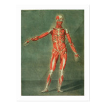 Système musculaire superficiel de l'avant de la BO Cartes Postales