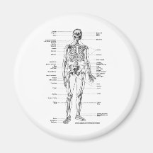 T-SHIRTS ET CADEAUX SQUELETTIQUES D'ANATOMIE AIMANTS