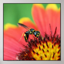 Tache d'abeille posters