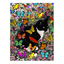 Taches de rousseur dans les papillons - chat de Tu Carte Postale