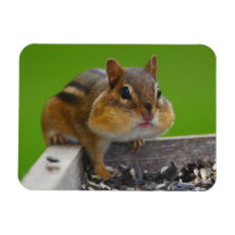 tamia magnets en rectangle