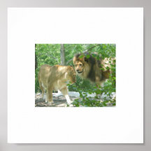 Tango de lion affiches