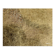 Tape-à-l'oeil Carte Postale