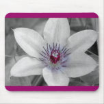 Tapis de souris de fleur de clématite pourpre