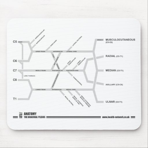 Tapis de souris de plexus brachial