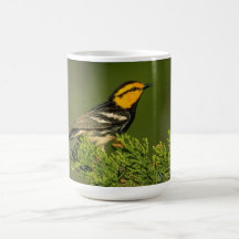 tasse