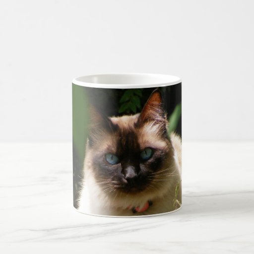 Tasse avec le beau chat