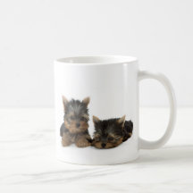 Tasse de chiots de Yorkshire Terrier