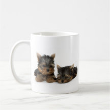 Tasse de chiots de Yorkshire Terrier