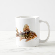 Tasse de Corydoras Sterbai