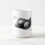 Tasse "parthenopeum von Salis de coquillage de Cym