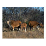 taureau de Banteng-adulte, veau, et vache adulte Cartes Postales