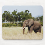 Taureau d'éléphant africain tapis de souris