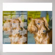 Teckel calendrier 2011 poster