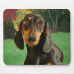 Teckel mignon (Brown miniature aux cheveux courts) Tapis De Souris