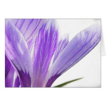 Temps de fleur - crocus de ressort ! cartes