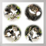 Temps libre d'une copie de collage de chat affiche