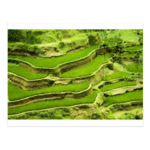 Terrasse de riz dans Bali Carte Postale