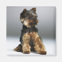 Terrier de Yorkshire, plan rapproché Magnets Pour Réfrigérateur