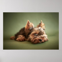 terrier de Yorkshire Posters
