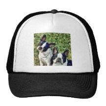 Terriers de Boston - capitaine et Dee Dee Casquettes