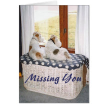 Terriers de Fox à deux fils dans la fenêtre Carte