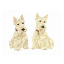 Terriers écossais blonds comme les blés carte postale