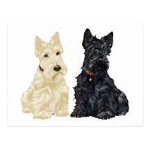 Terriers écossais blonds comme les blés et noirs cartes postales