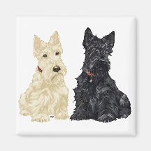 Terriers écossais blonds comme les blés et noirs aimant