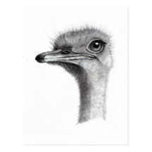 TÊTE D'AUTRUCHE AU CRAYON : ART : RÉALISME CARTE POSTALE