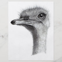 TÊTE D'AUTRUCHE AU CRAYON : ART : RÉALISME PROSPECTUS EN COULEUR
