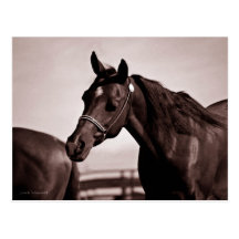 Tête de cheval et chocolat de sépia d'épaules cartes postales