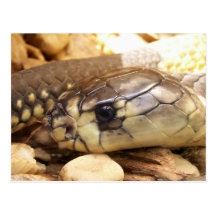 Tête de cobra de plan rapproché cartes postales
