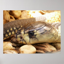 Tête de cobra de plan rapproché posters