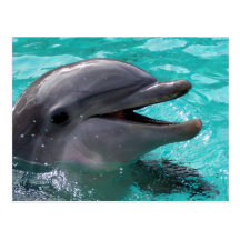 Tête de dauphin dans l'eau bleu vert carte postale