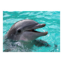 Tête de dauphin dans l'eau bleu vert faire-part personnalisables