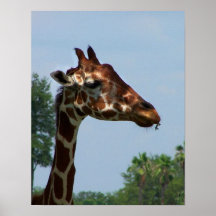 Tête de girafe contre l'image de photographie de c posters
