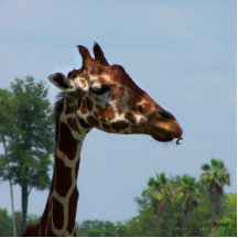 Tête de girafe contre l'image de photographie de c photo sculptures
