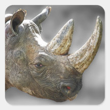 Tête de rhinocéros, affiche grise d'arrière - plan autocollants