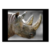 Tête de rhinocéros, affiche grise d'arrière - plan modèles de cartes de visite