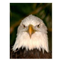 Tête d'Eagle chauve sur la conception de photograp Carte Postale