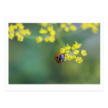 tête sur la coccinelle cartes postales