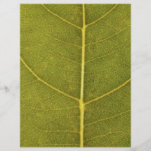 texture de feuille prospectus