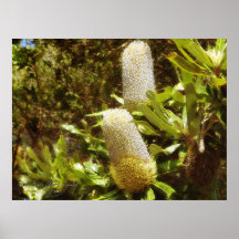 ~The Banksia's~ Affiche