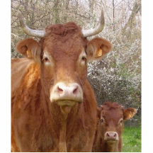 The cow and his calf - La vache et son veau Photo Sculptures
