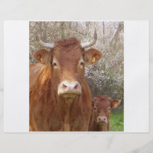 The cow and his calf - La vache et son veau Tract
