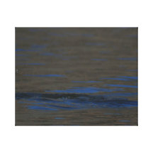The One That Got Away Canvas Print