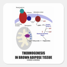 Thermogenesis en tissu adipeux de Brown Autocollant